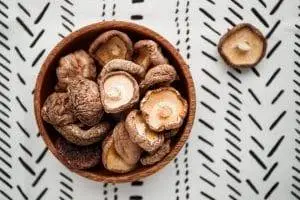 Shiitake Pilz